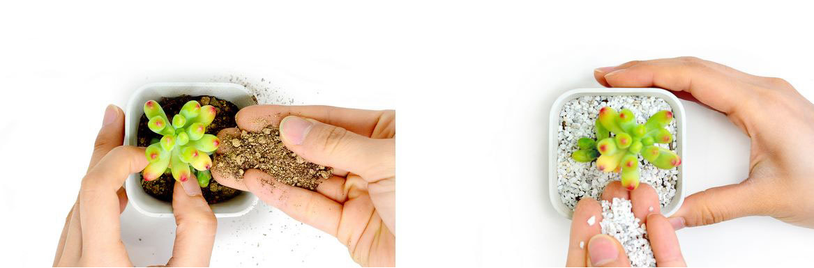 industrial design，product design，Botany，