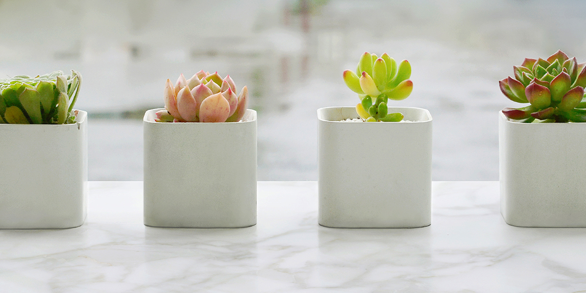 industrial design，product design，Botany，