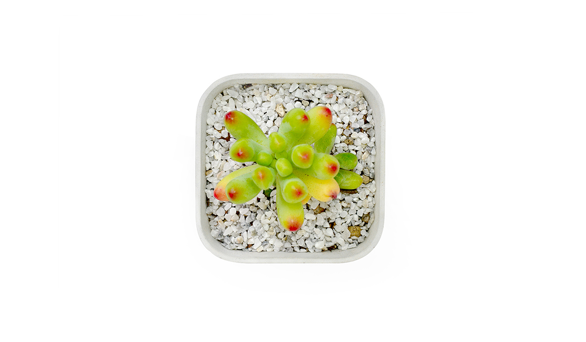 industrial design，product design，Botany，