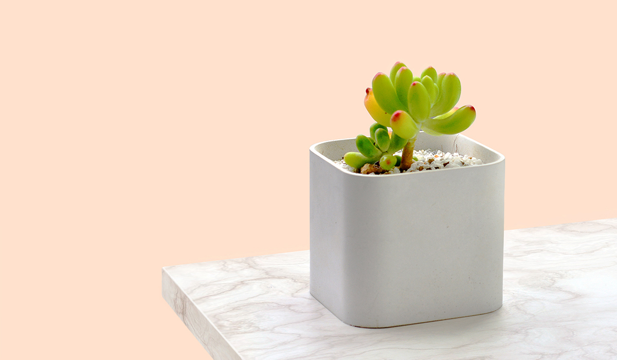 industrial design，product design，Botany，