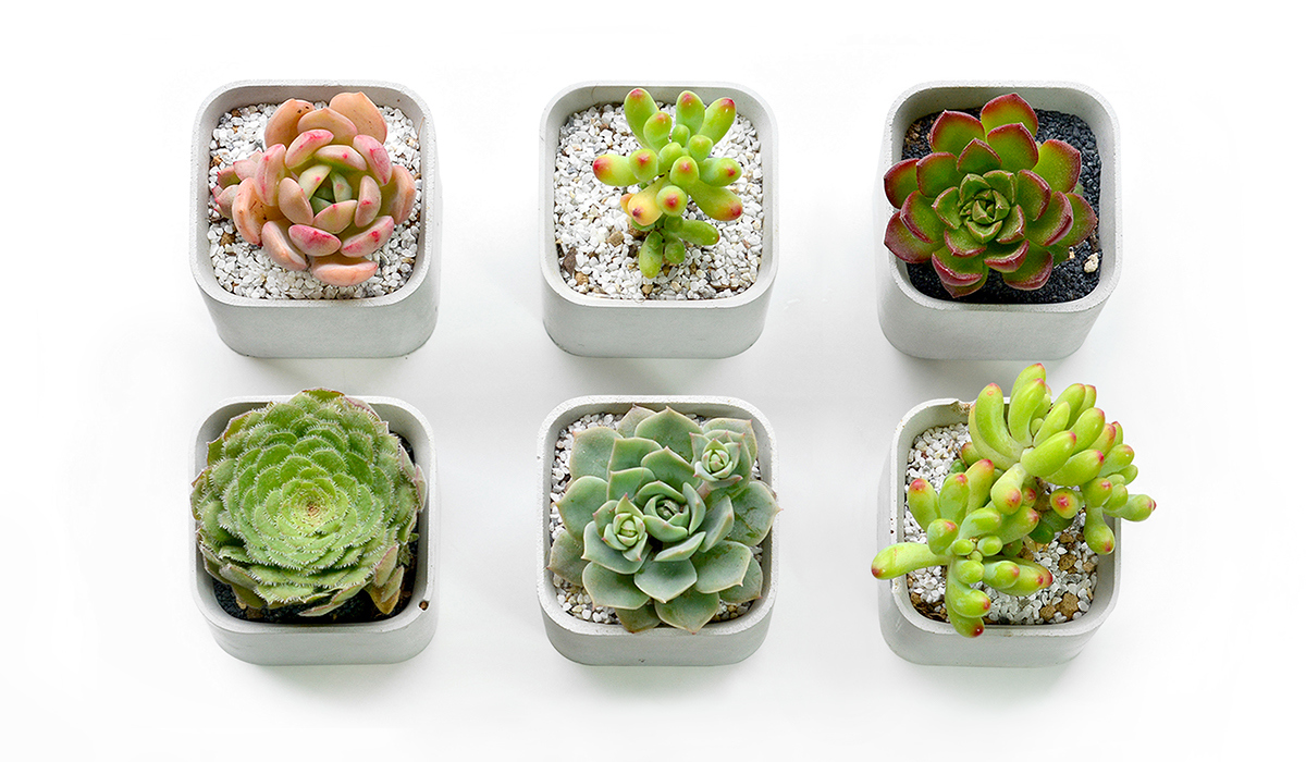 industrial design，product design，Botany，