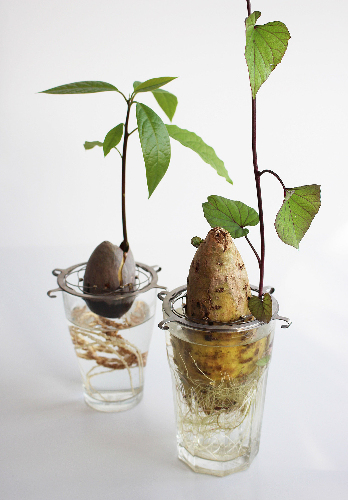 Plants，Leg Tower，Botany，