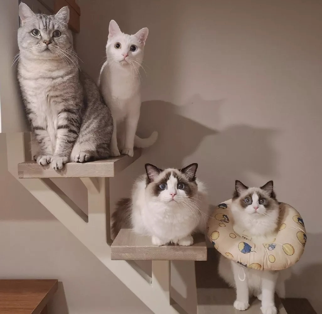 recruit，Industrial design recruitment，