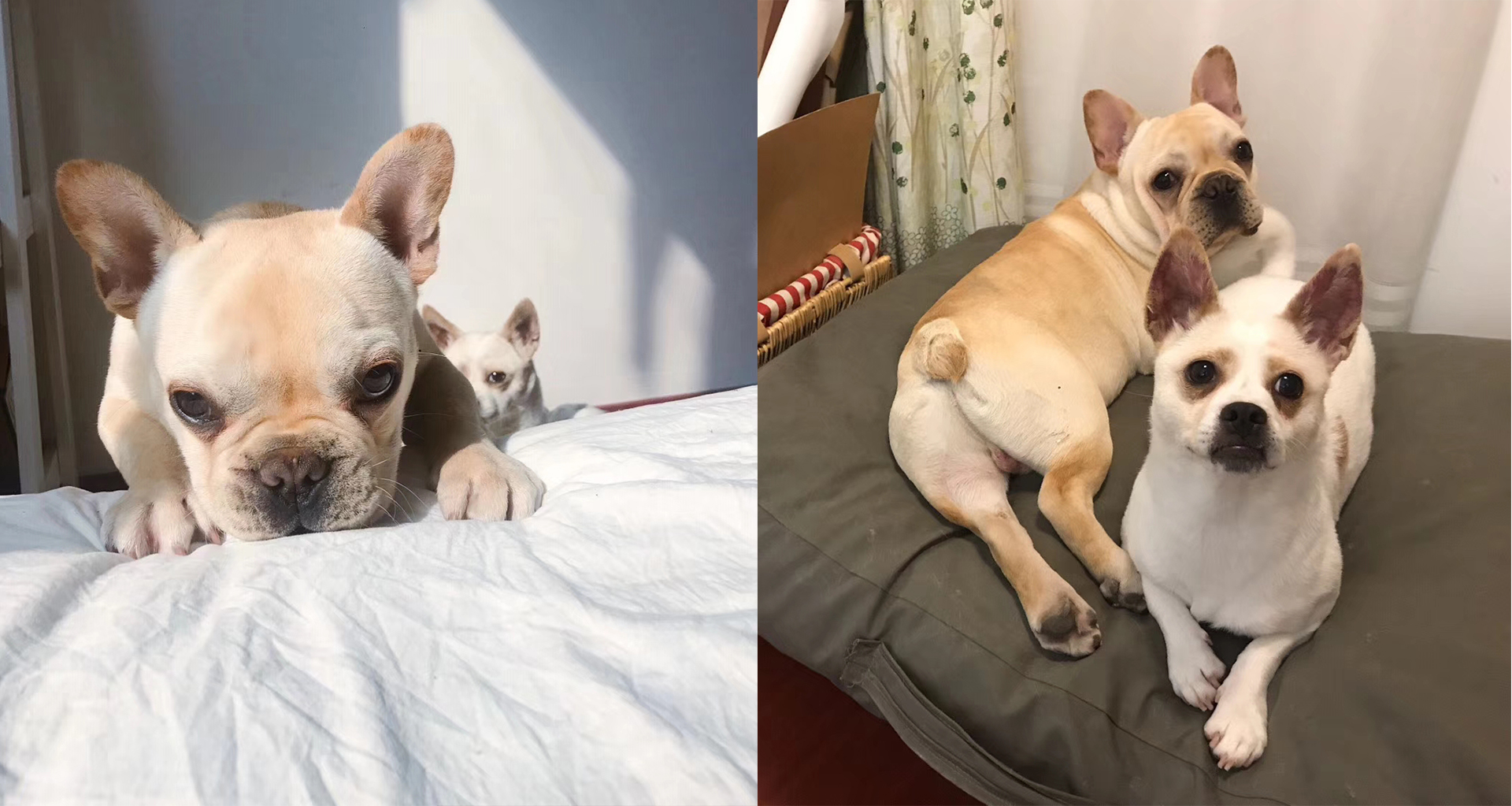 General image evaluation，Electrolux，Sweeping robot，Product evaluation，pure i8，