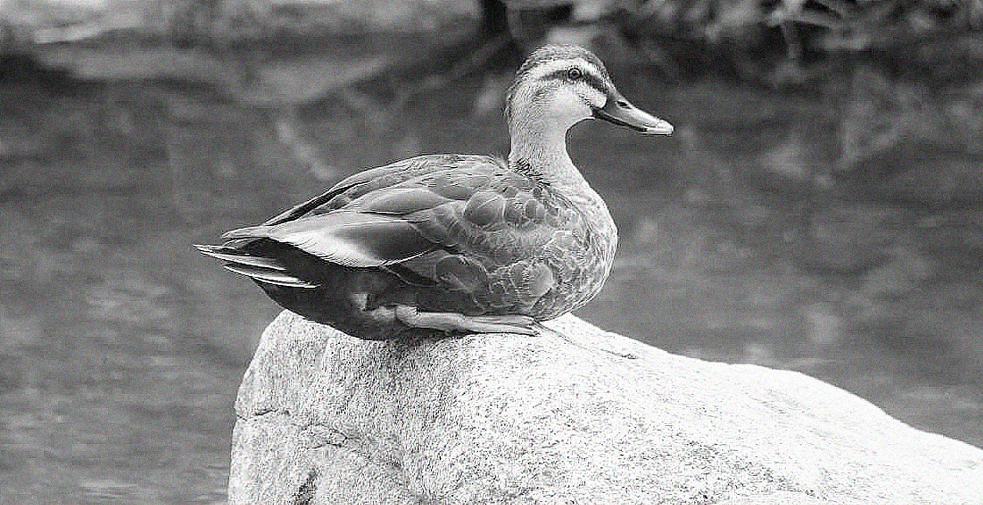 toothbrush，goose，the republic of korea，
