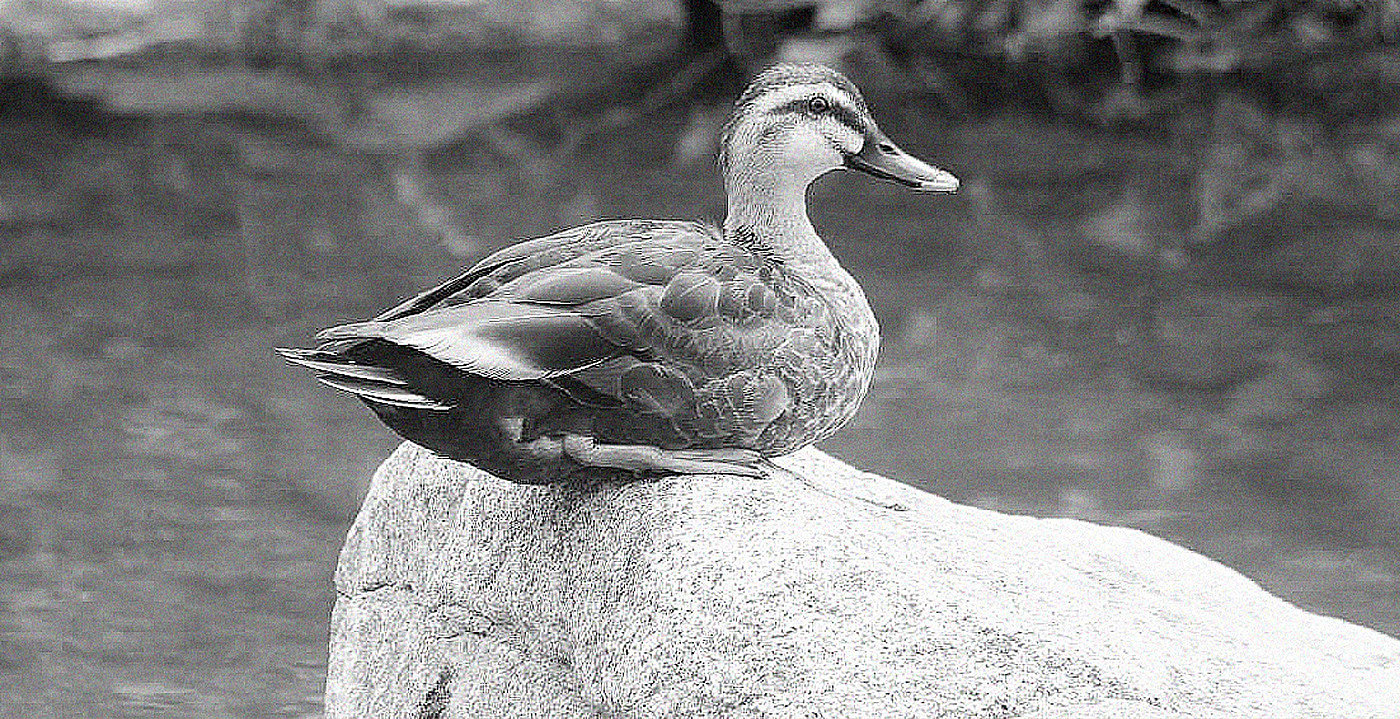 toothbrush，goose，the republic of korea，