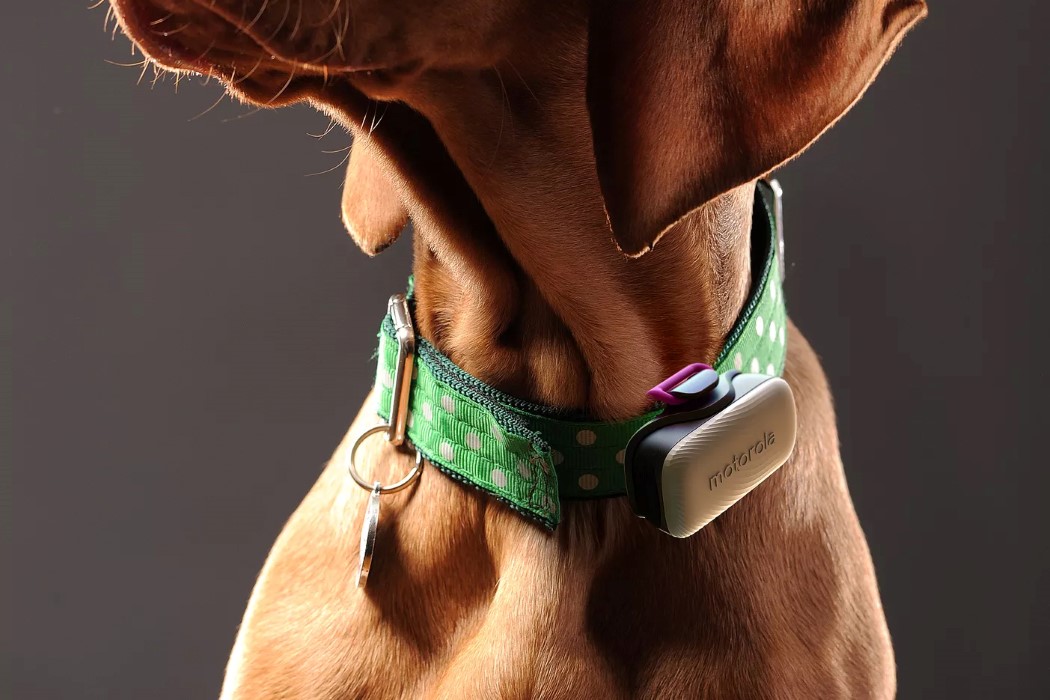 track，a collar for a horse，Motorola，Dog，