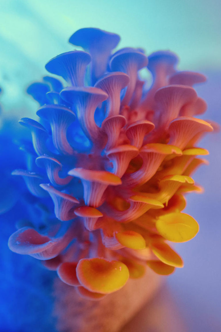 agriculture products，fresh，Smallhold，Mushroom，