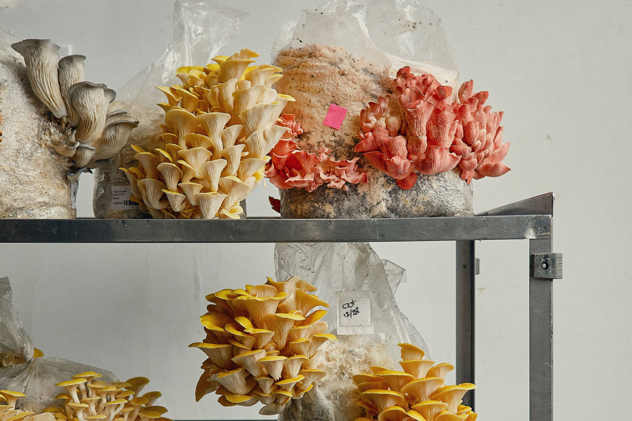 agriculture products，fresh，Smallhold，Mushroom，