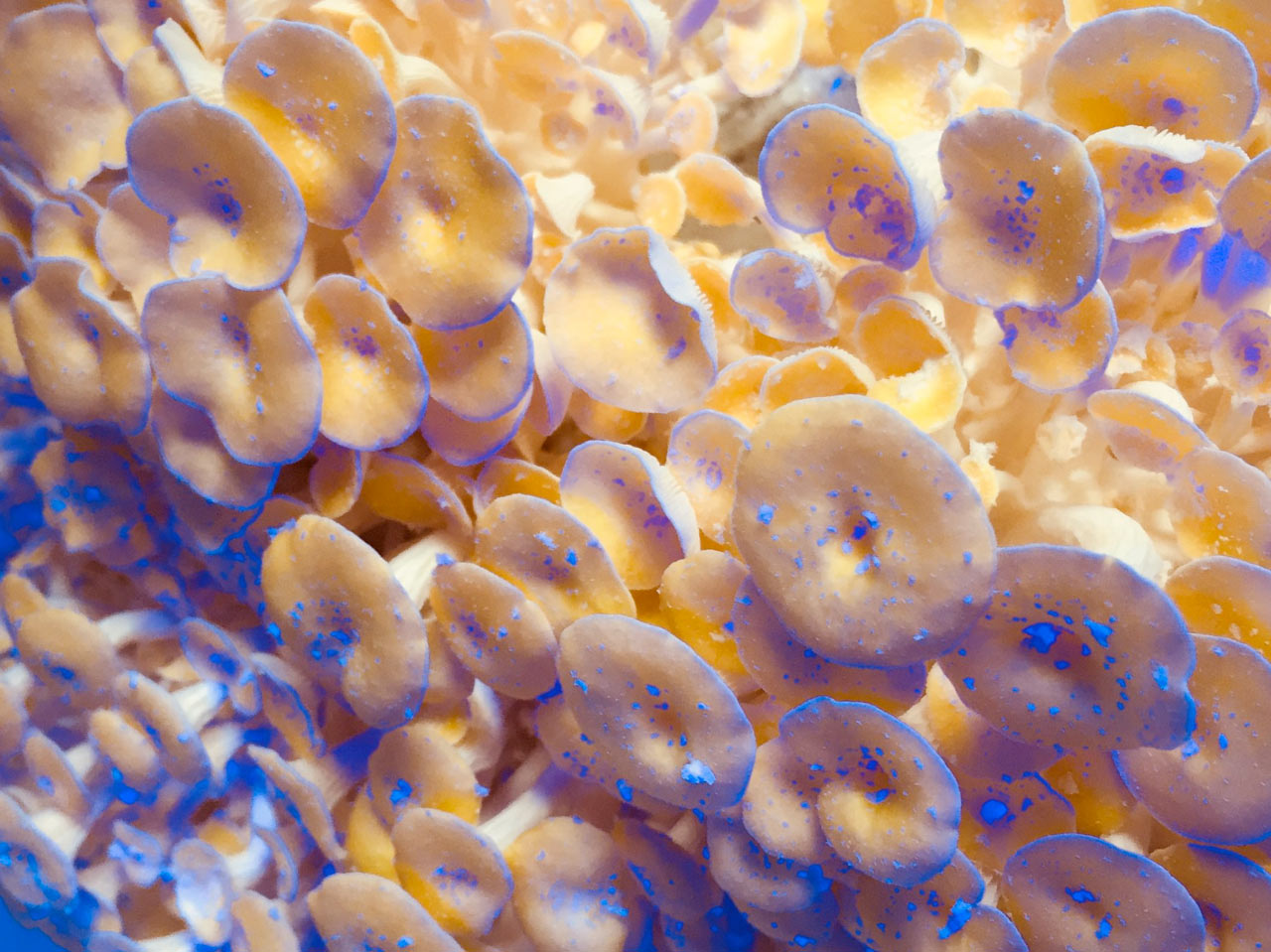 agriculture products，fresh，Smallhold，Mushroom，