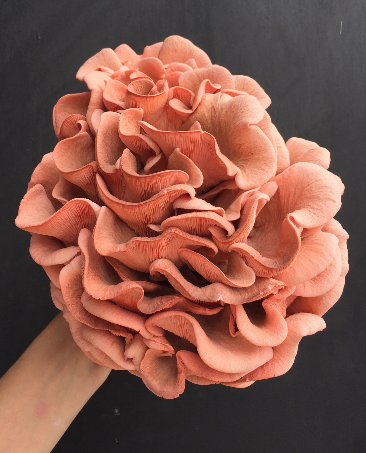 agriculture products，fresh，Smallhold，Mushroom，