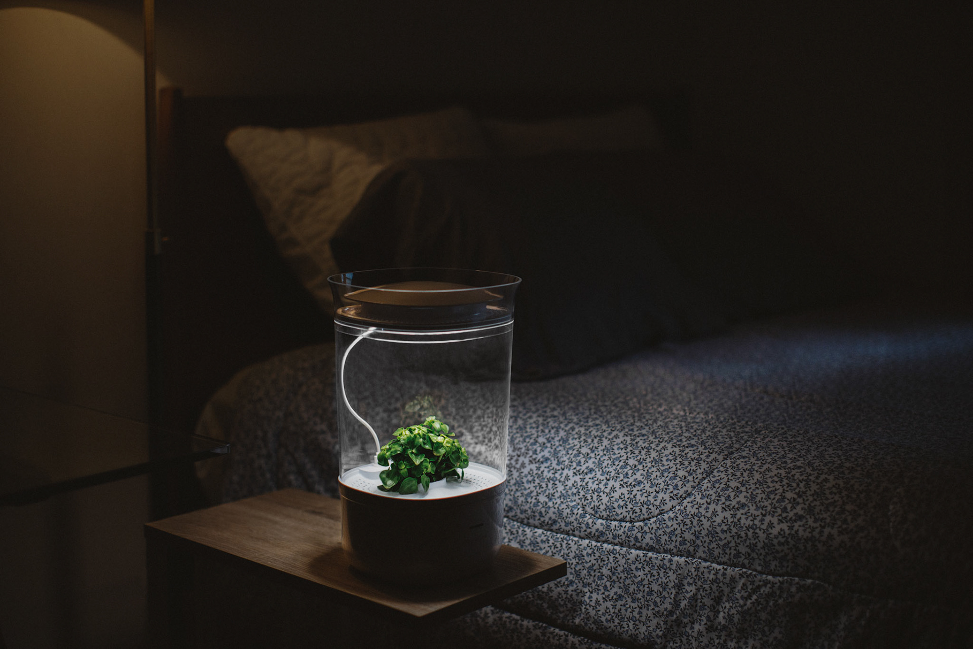 white，Implant，BDCI，