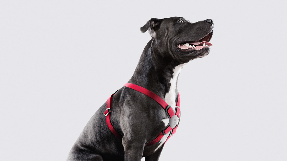 Purina，Smart dog rope，gules，