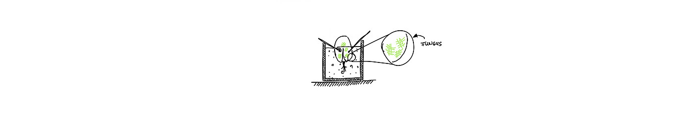 Botany，Seed cultivation，Avo，