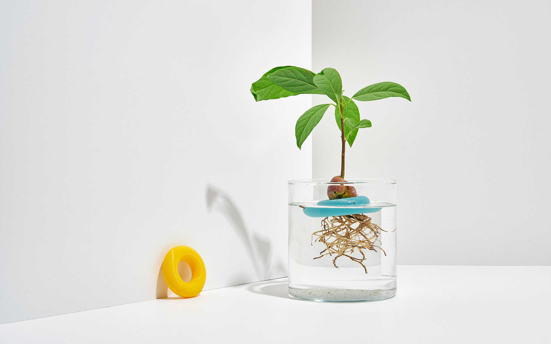 Botany，Seed cultivation，Avo，