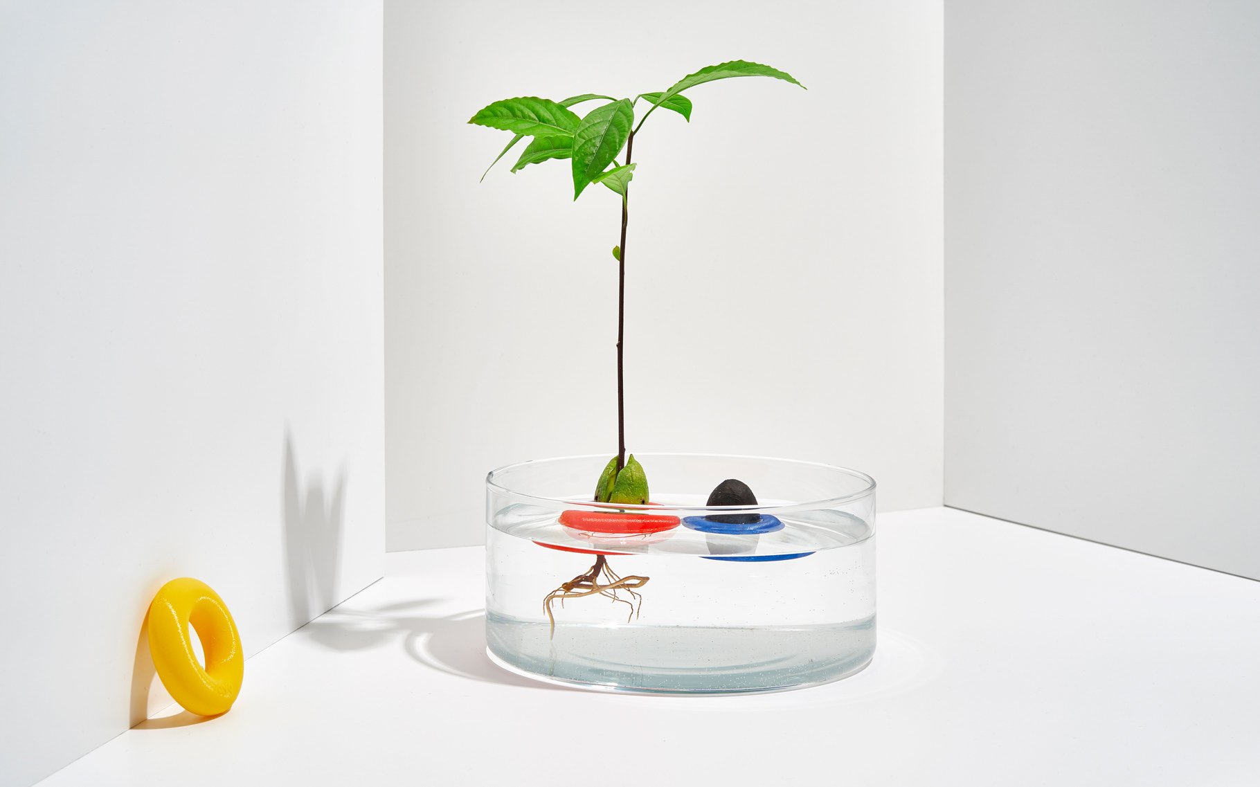 Botany，Seed cultivation，Avo，