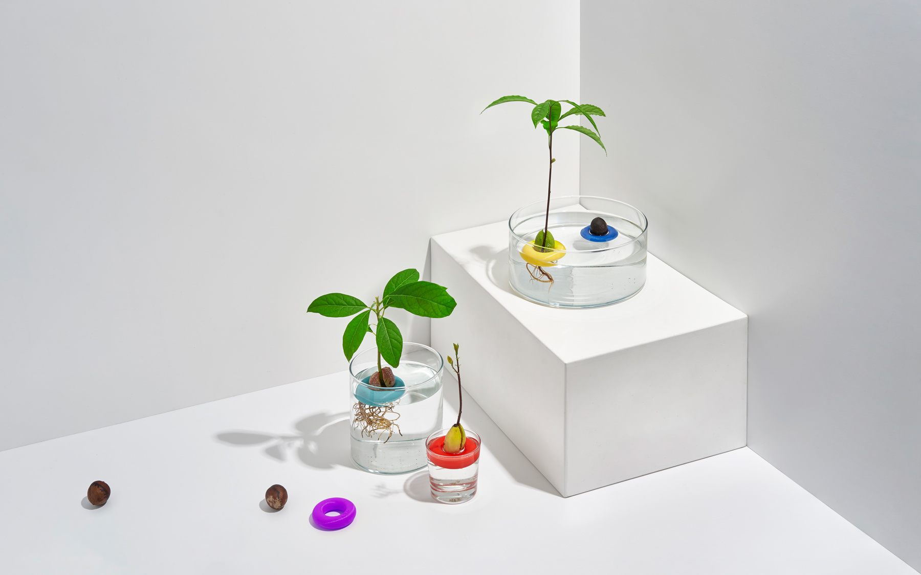 Botany，Seed cultivation，Avo，