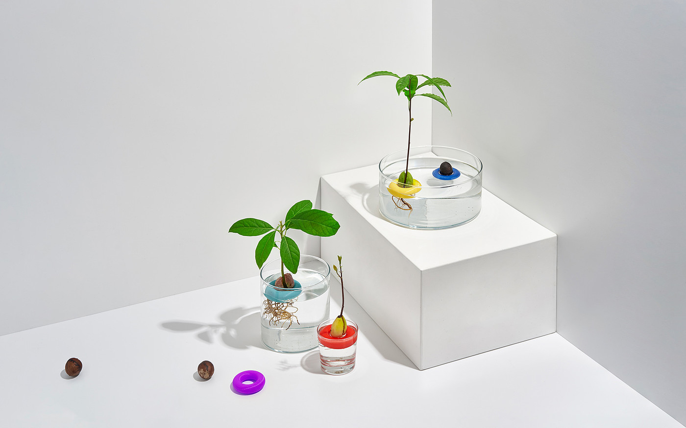 Botany，Seed cultivation，Avo，